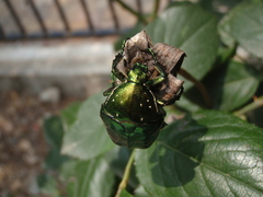 Protaetia orientalis