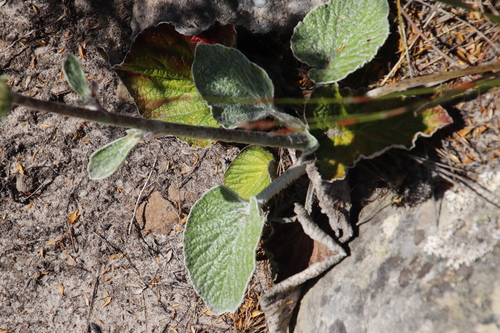 Image of Hermas lanata by (c) Tony Rebelo, some rights reserved (CC BY-SA)