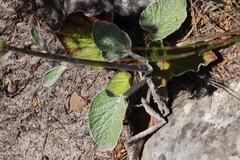 Hermas lanata