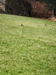 Turdus migratorius