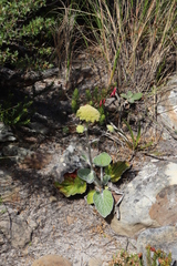 Hermas lanata