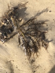 Acanthophora spicifera