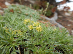 Shoshonea pulvinata