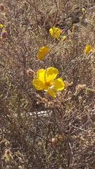 Balbisia