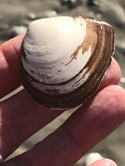 Austromacoma constricta