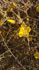 Balbisia