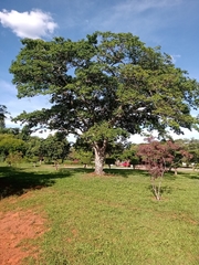 Copaifera langsdorffii