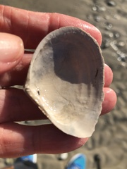 Austromacoma constricta
