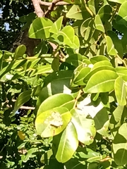 Copaifera langsdorffii