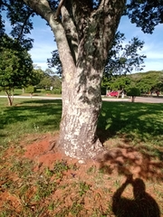 Copaifera langsdorffii