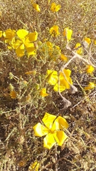 Balbisia