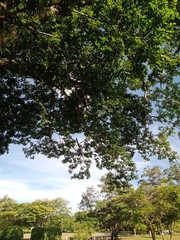 Copaifera langsdorffii