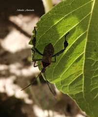 Leptoglossus zonatus