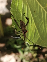 Leptoglossus zonatus