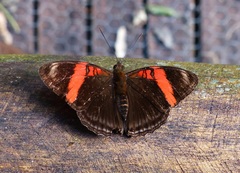 Adelpha lycorias lycorias