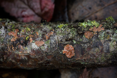 Peniophora polygonia