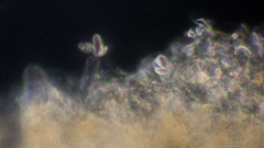 Peniophora polygonia