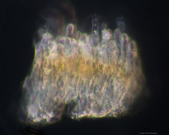 Peniophora polygonia