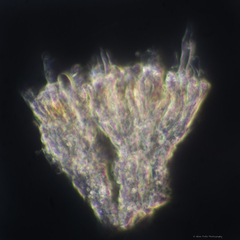 Peniophora polygonia