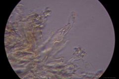 Peniophora polygonia