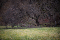 Peniophora polygonia