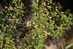 Erica diosmifolia
