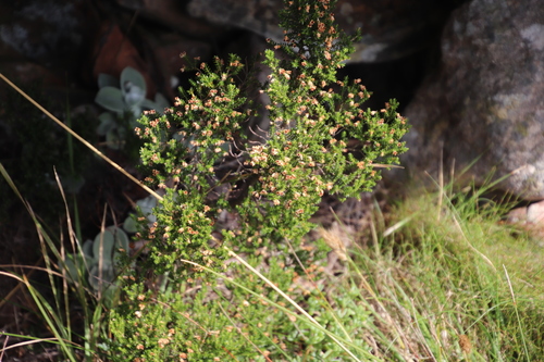 Image of Buchuleaf Heath (Erica diosmifolia) by (c) Tony Rebelo, some rights reserved (CC BY-SA)