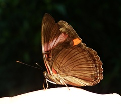 Adelpha lycorias lycorias