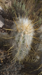 Oreocereus leucotrichus