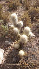 Oreocereus leucotrichus