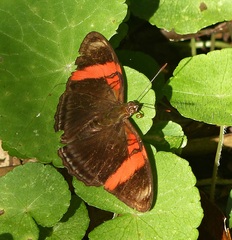 Adelpha lycorias lycorias
