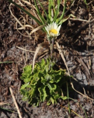 Osmitopsis dentata