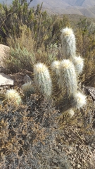 Oreocereus leucotrichus