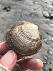 Phacoides pectinatus
