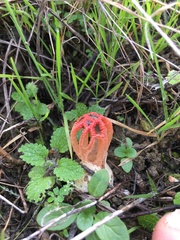 Colus hirudinosus