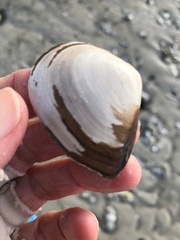 Austromacoma constricta