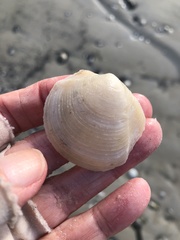Phacoides pectinatus