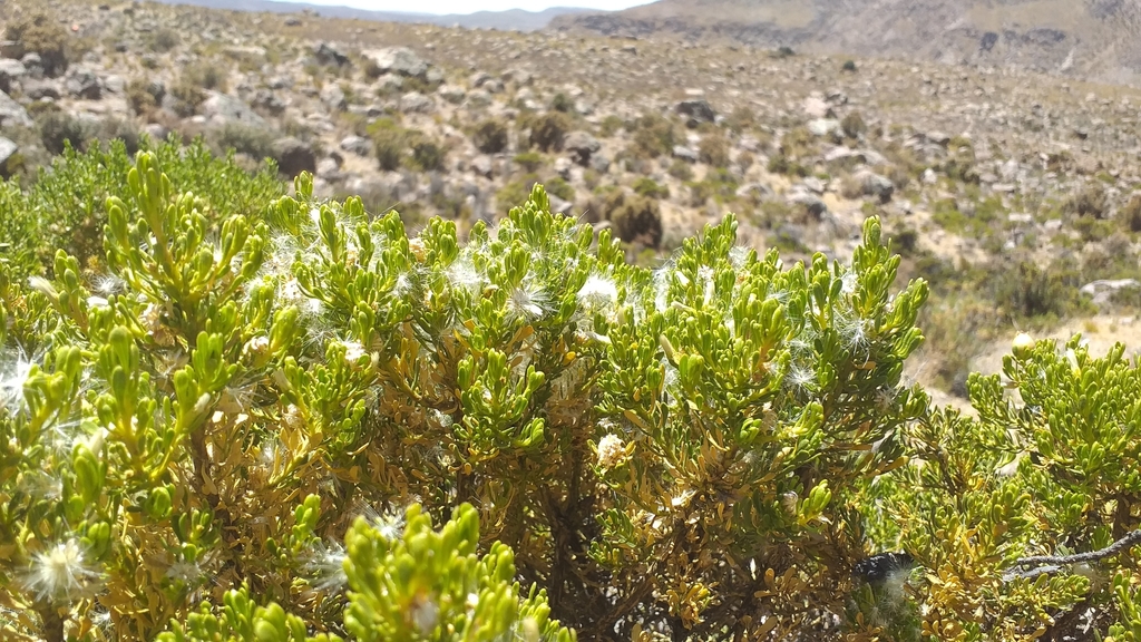 Baccharis tricuneata