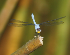 Chalcostephia flavifrons