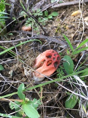 Colus hirudinosus