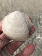 Phacoides pectinatus