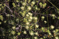 Phylica dioica
