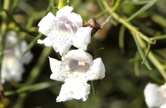 Eremophila polyclada