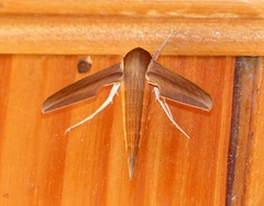 Xylophanes tersa