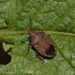 Glyphepomis adroguensis - Photo (c) Lucas Rubio, algunos derechos reservados (CC BY), subido por Lucas Rubio
