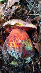 Rubroboletus rubrosanguineus