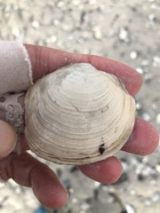 Phacoides pectinatus