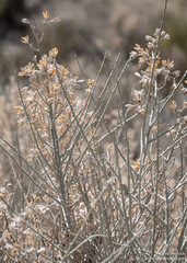 Tetradymia tetrameres