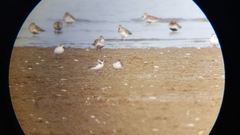 Charadrius alexandrinus