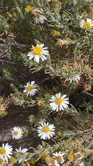 Diplostephium meyenii